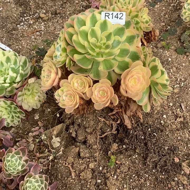 142火龙果多肉植物法师