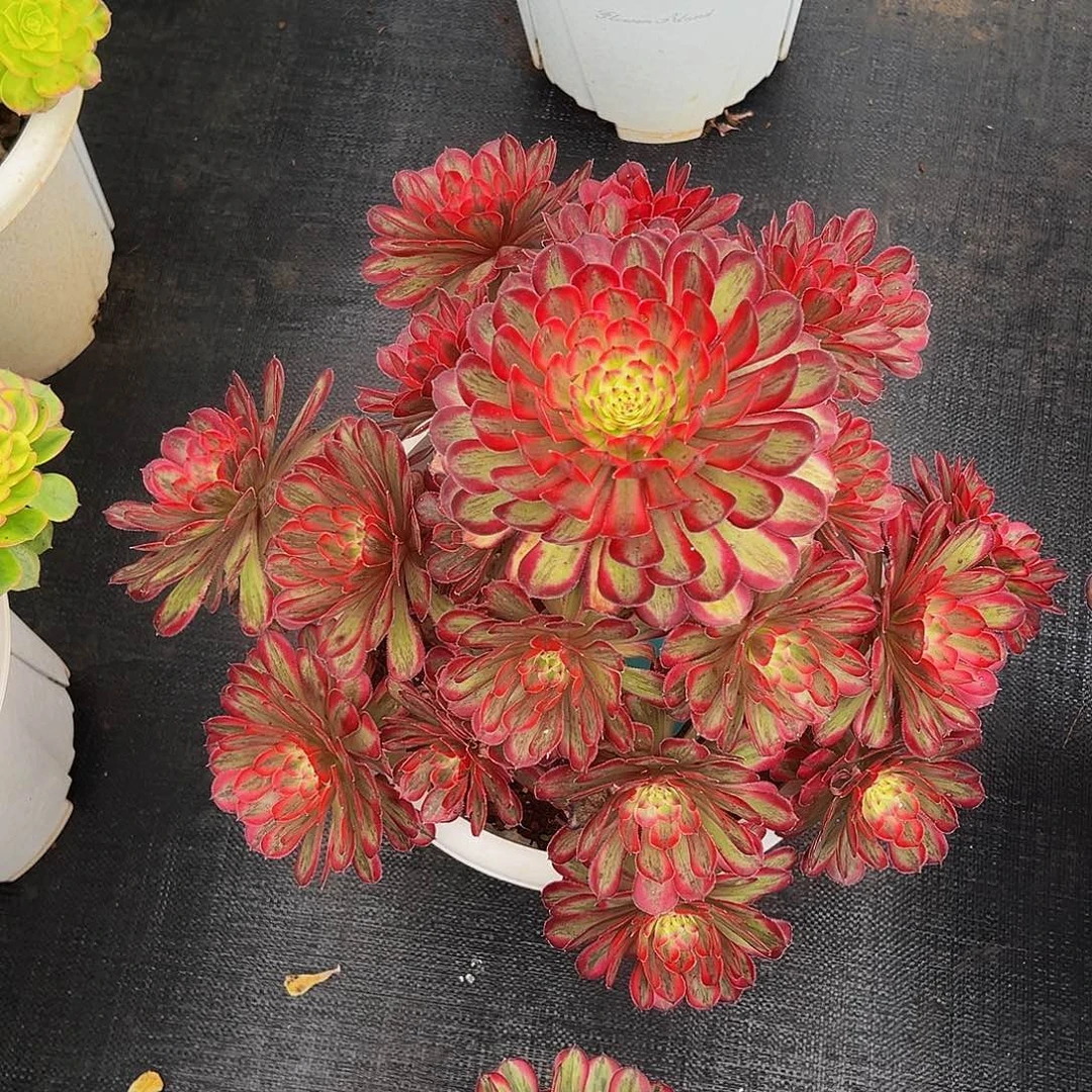 刘***芹1111111111111111111