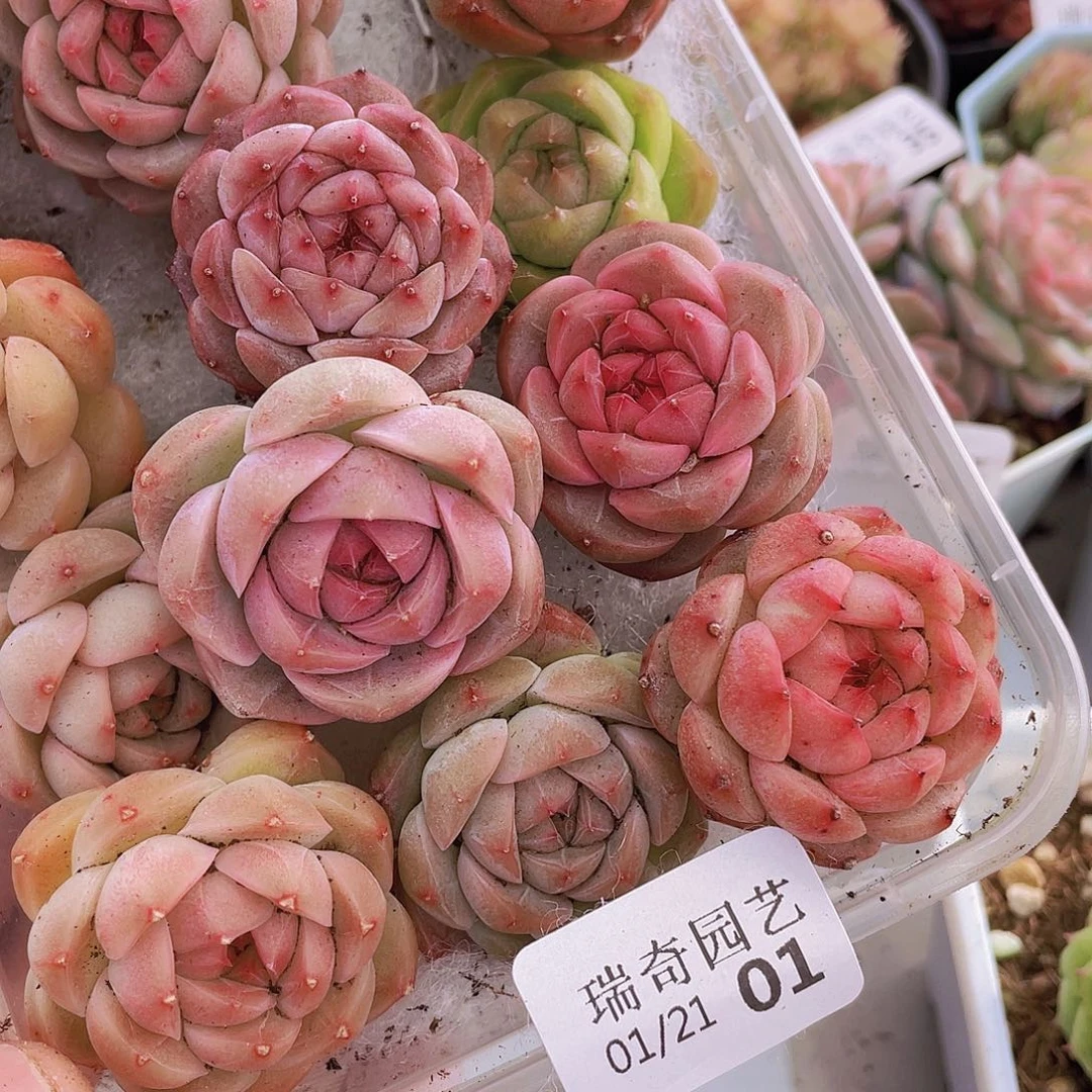 00000000000001量拍