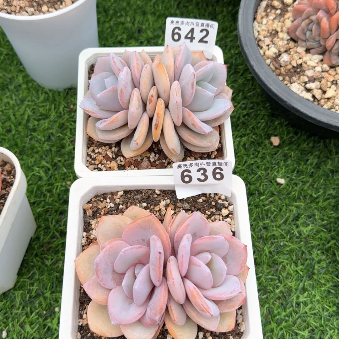 舞*韵奶茶双头韩版         多肉植物