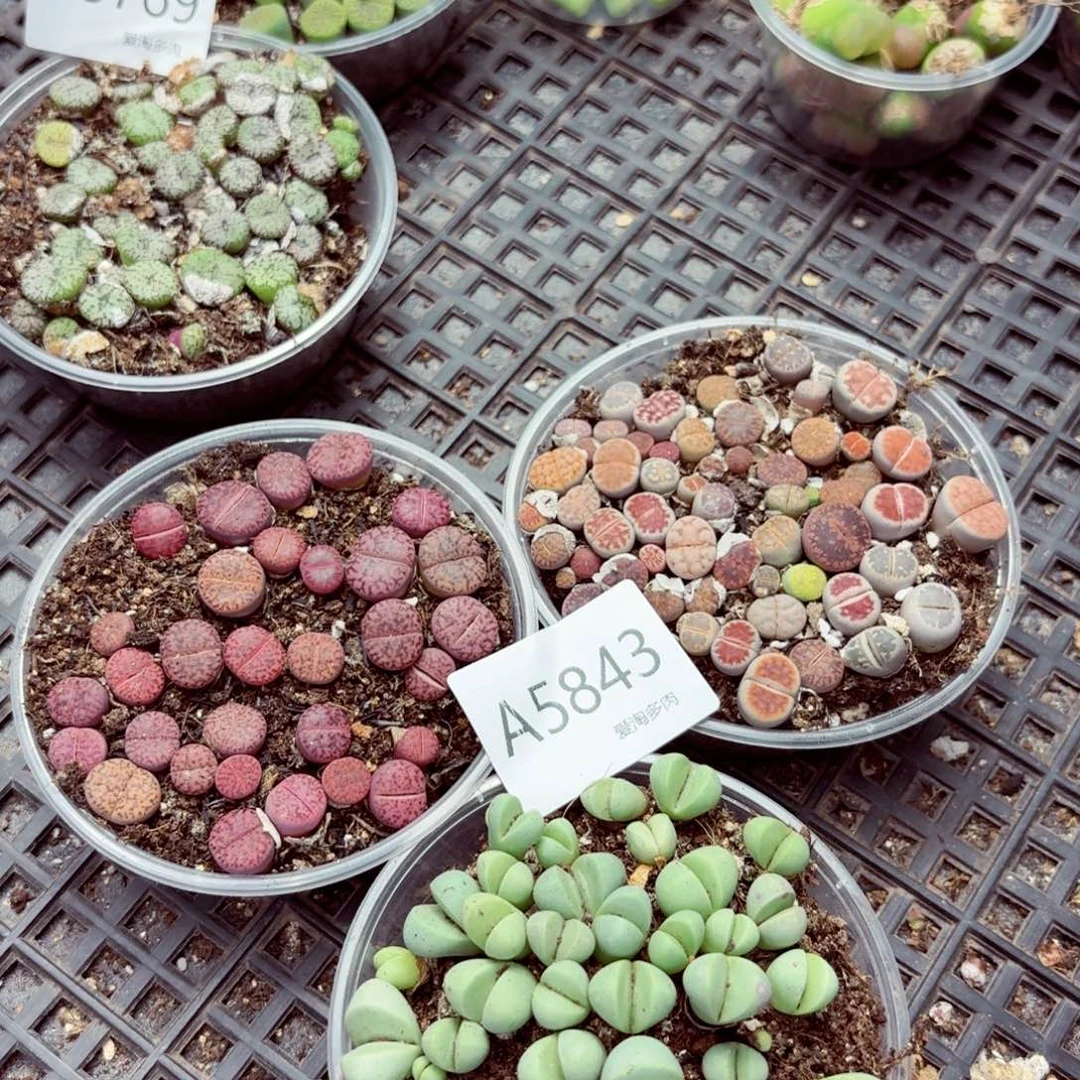 5843–生石花 生石花