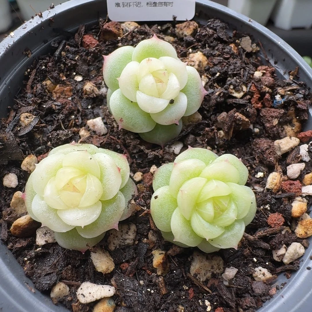 紫***x一物一拍一盒903-141