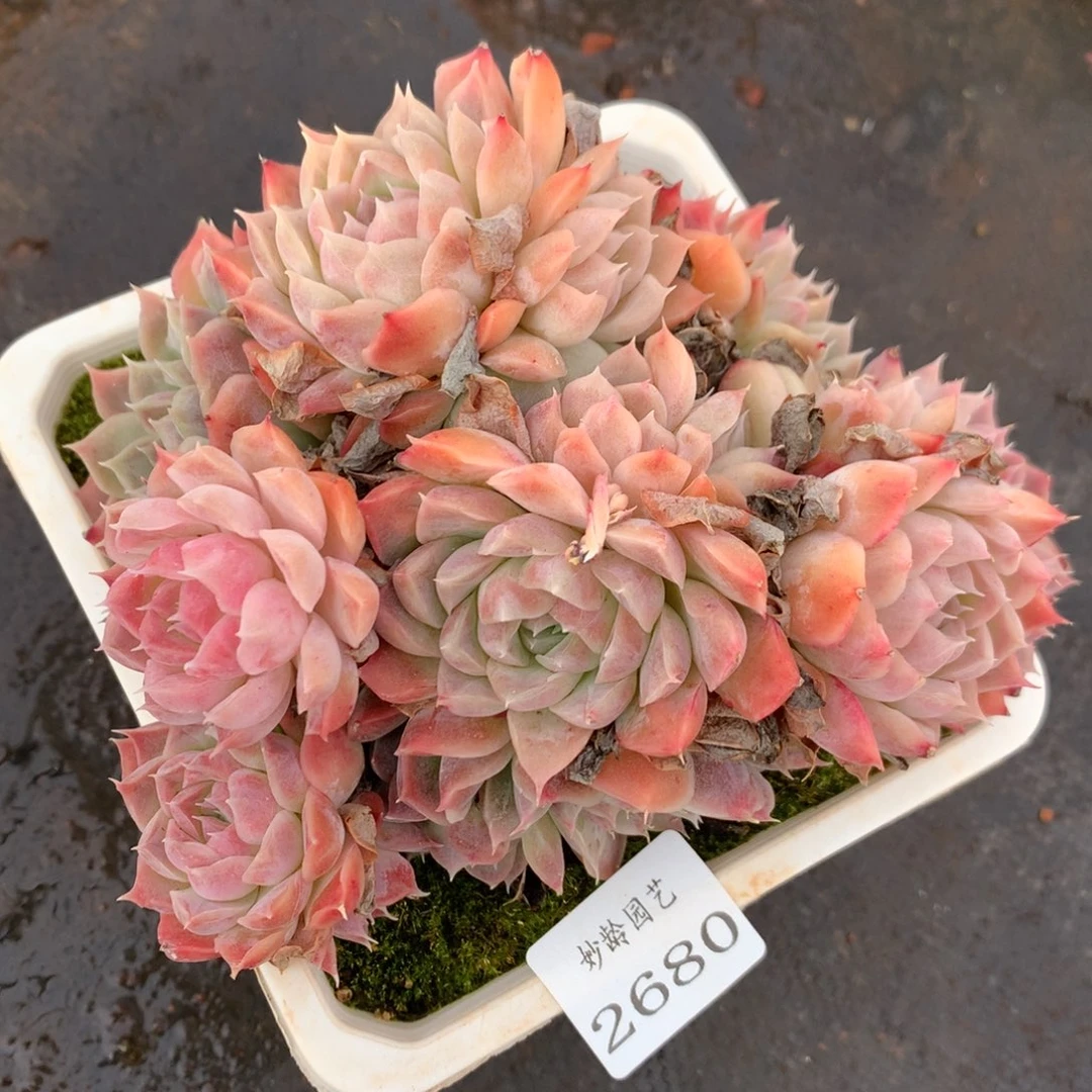 2680杂交精品基地15厘米