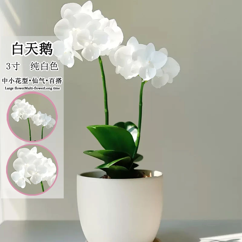 【白天鹅】纯白色稀少趣味蝴蝶兰室内客厅绿植观赏兰花好养基地发货