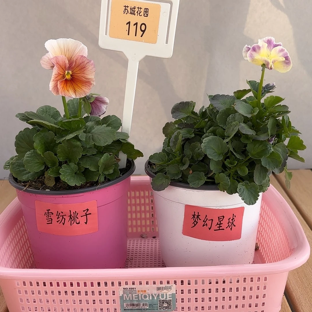 大部分开放少量花苞119