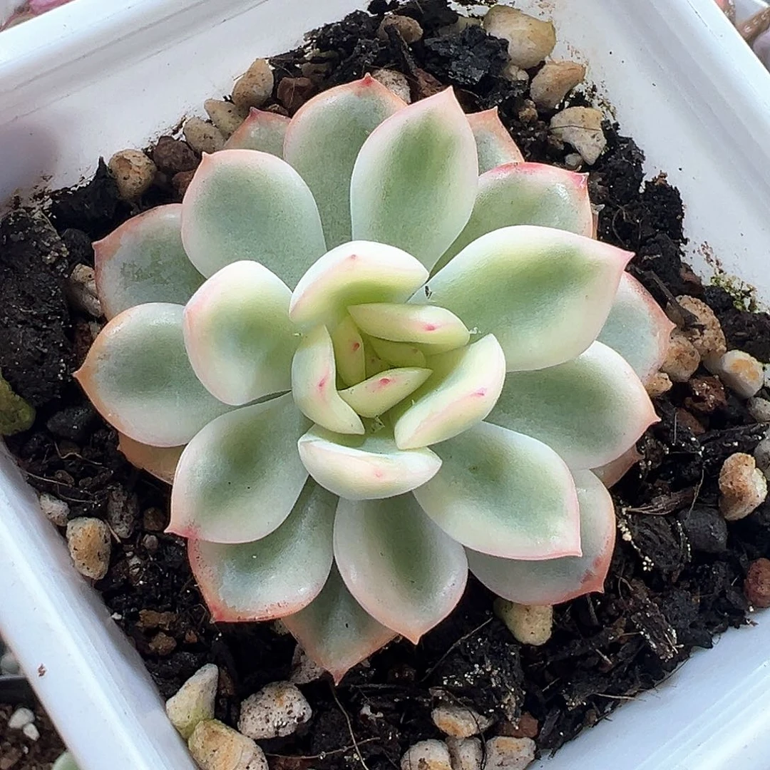 雨燕座锦 小方花圃一物一拍