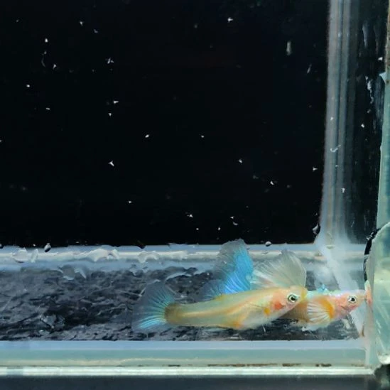 孔雀鱼欧意黄化蓝礼服一对