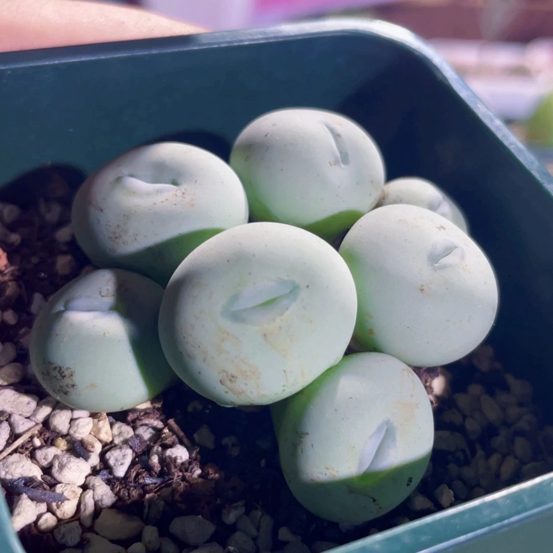 白花大g嘟嘟嘴植物一物一拍