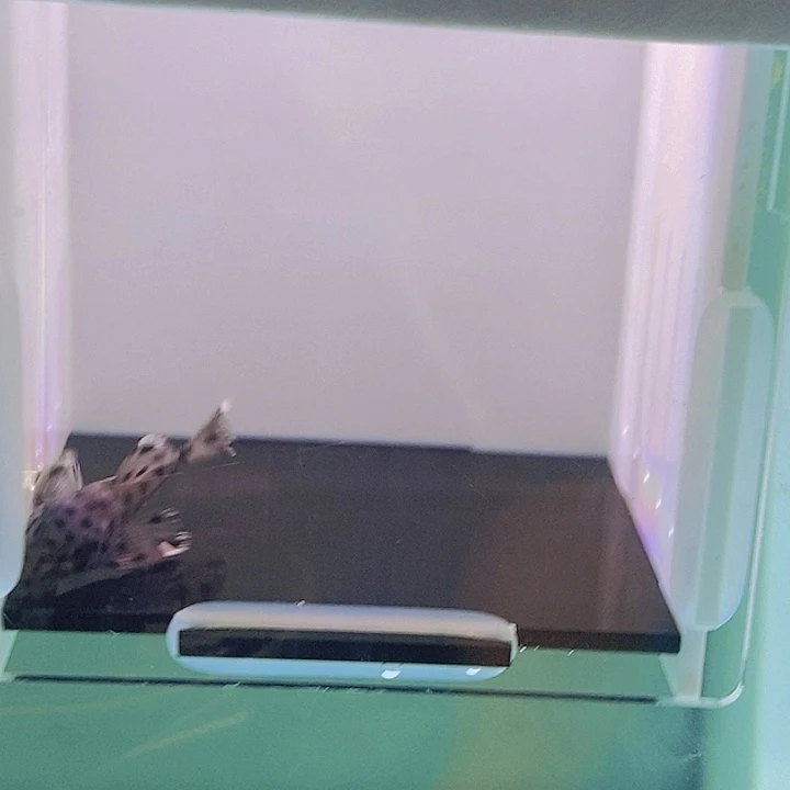 清道夫鱼老鼠半异型17号