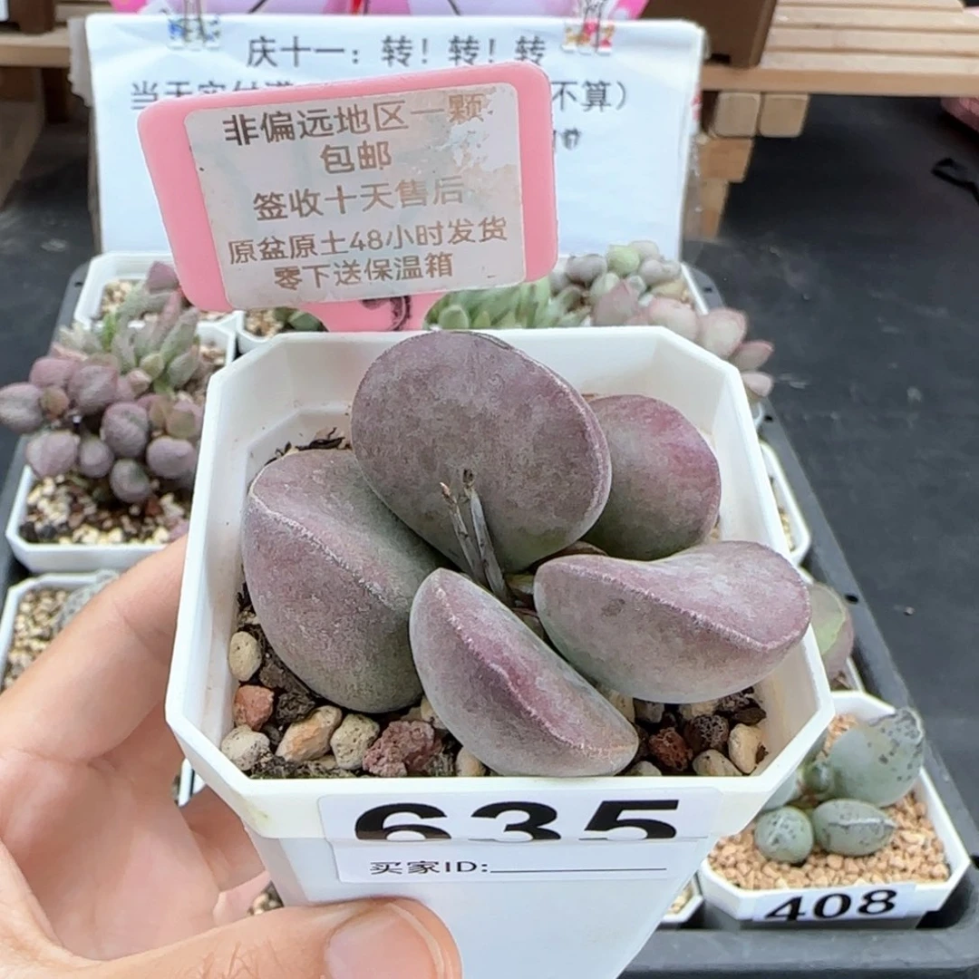 635德系紫蛋多肉