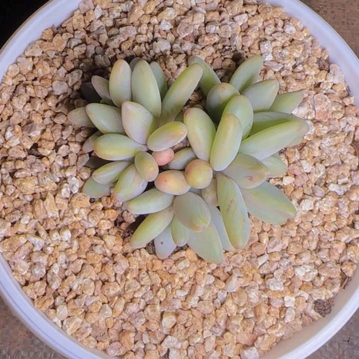 ❤️****举杯邀明月寄养11111111111