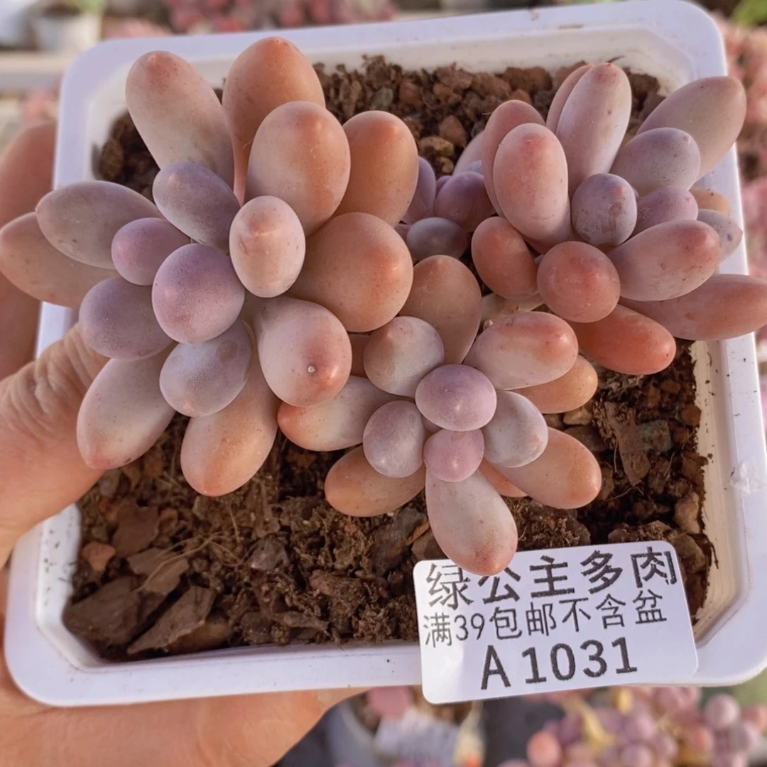 蛋黄奶8cm1031多肉植物