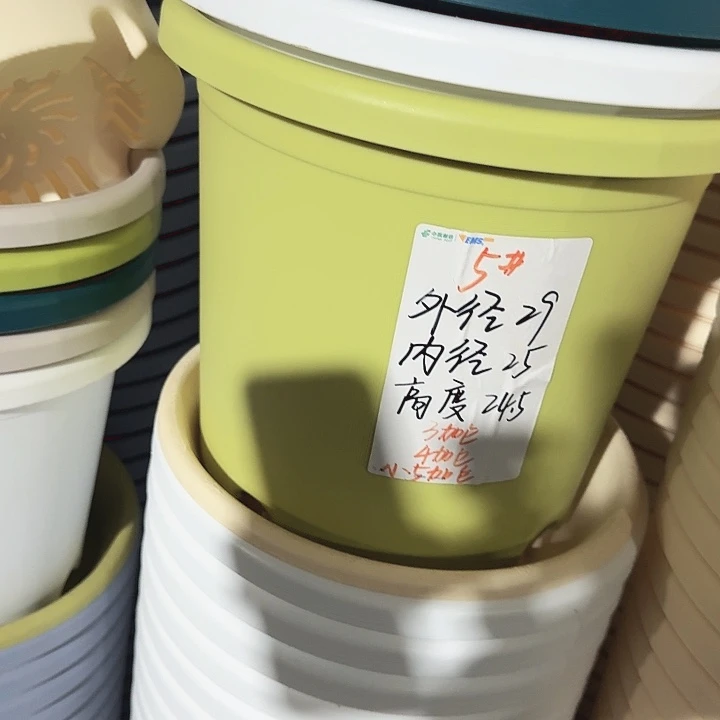 四季5号果绿无托5个特价微瑕
