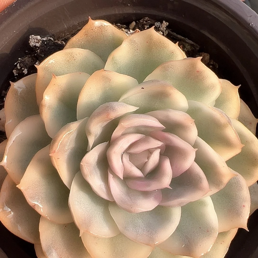 墨西哥雪球锦  小方花圃一物一拍