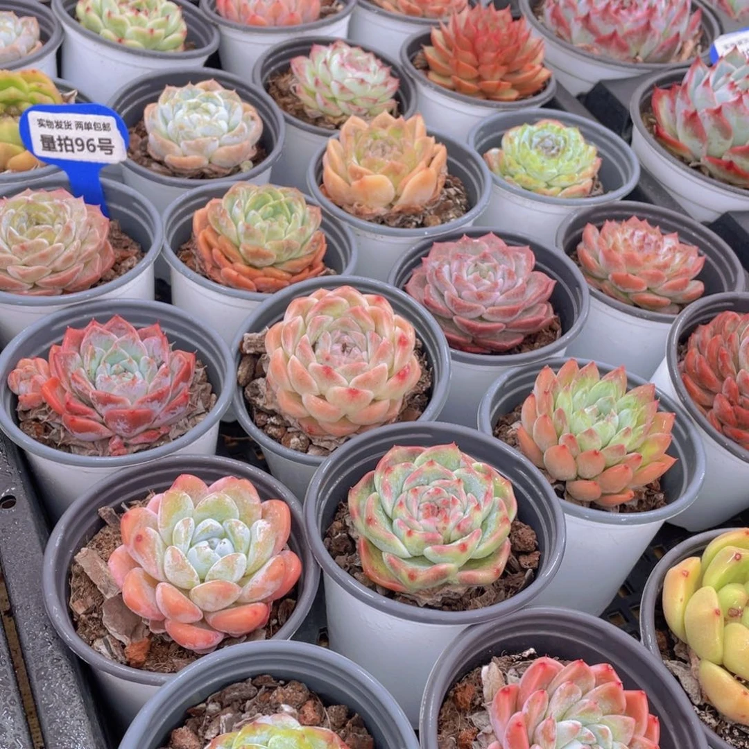 量拍96号 精品美肉组合5个 发不一样的