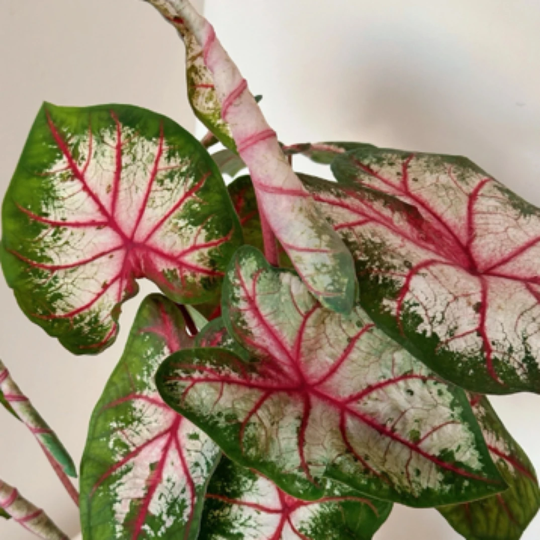 彩叶芋苹果花170cm盆网红ins风室内盆栽耐热多年生净化空气绿植