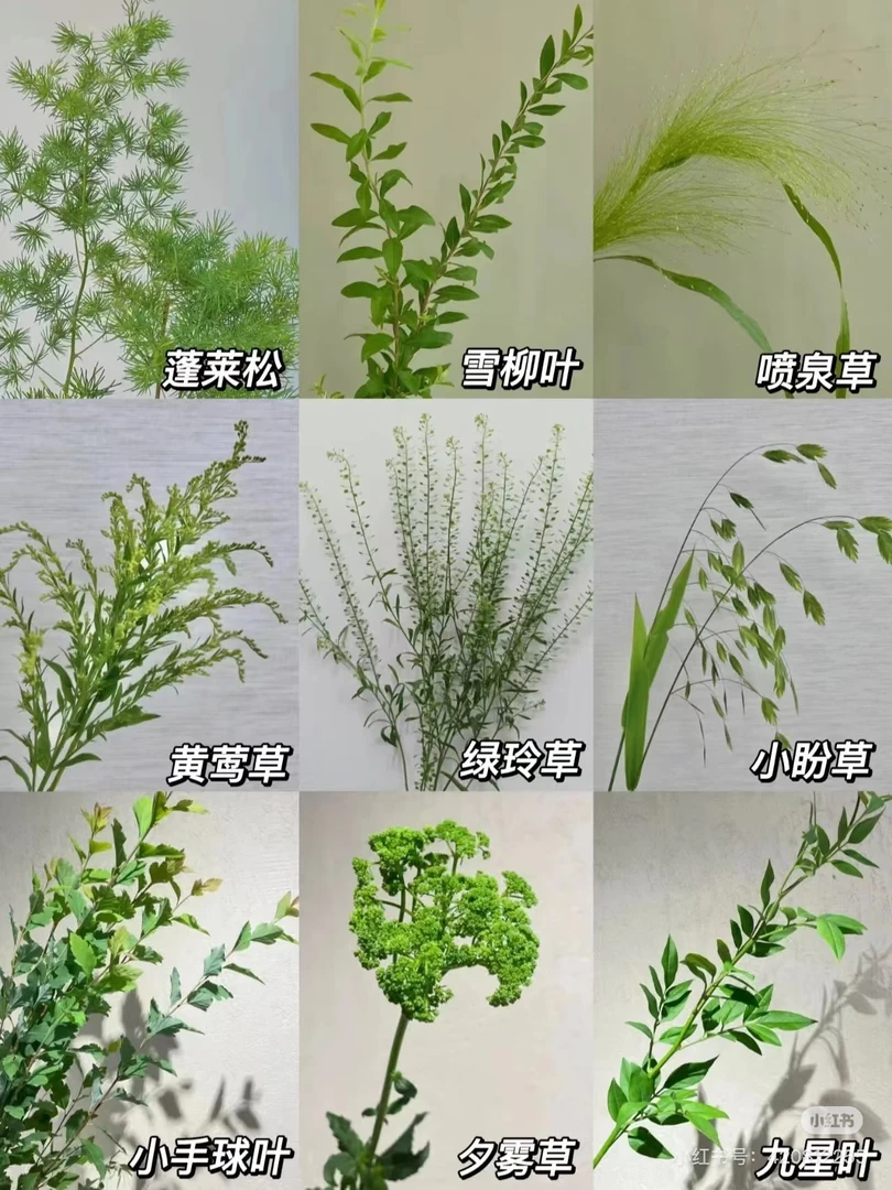 【狄马的花】草花凑单福利