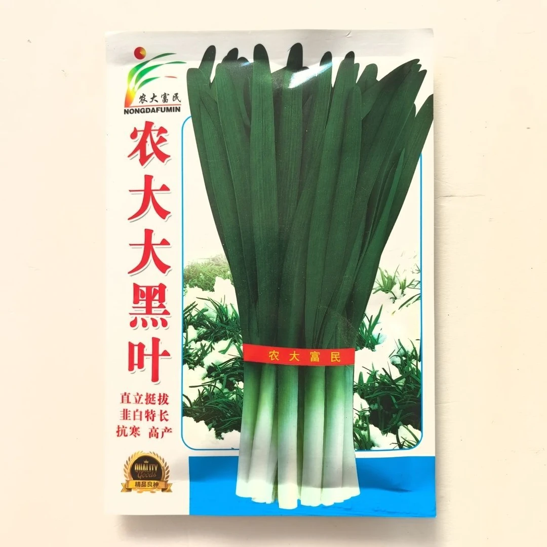 农大阳光韭菜种子不休眠黑叶韭菜种高产抗寒抗病宽叶蔬菜种子