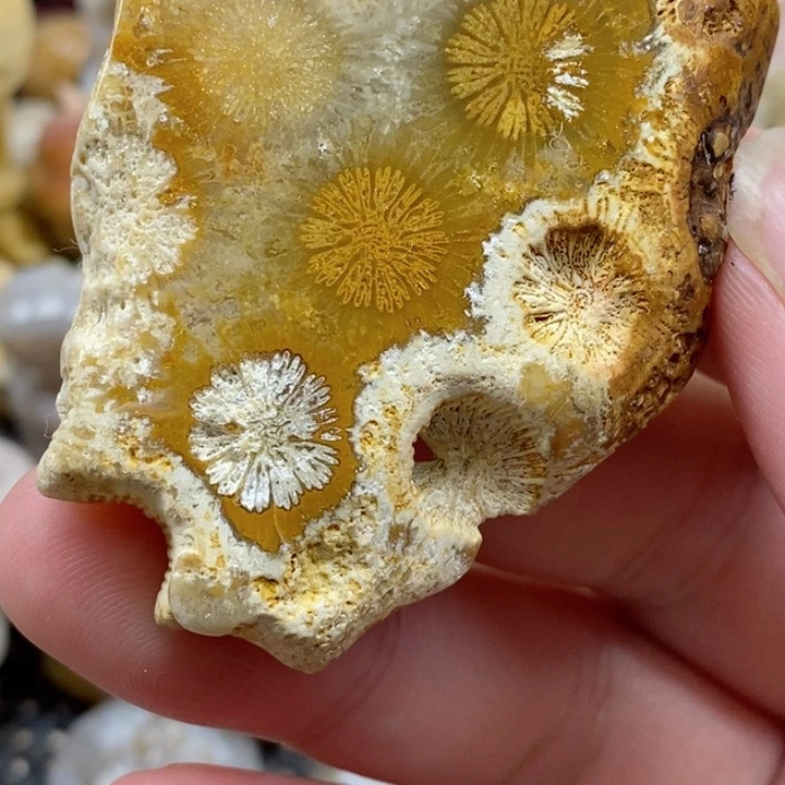 颈饰未镶嵌硅化珊瑚（珊瑚玉）