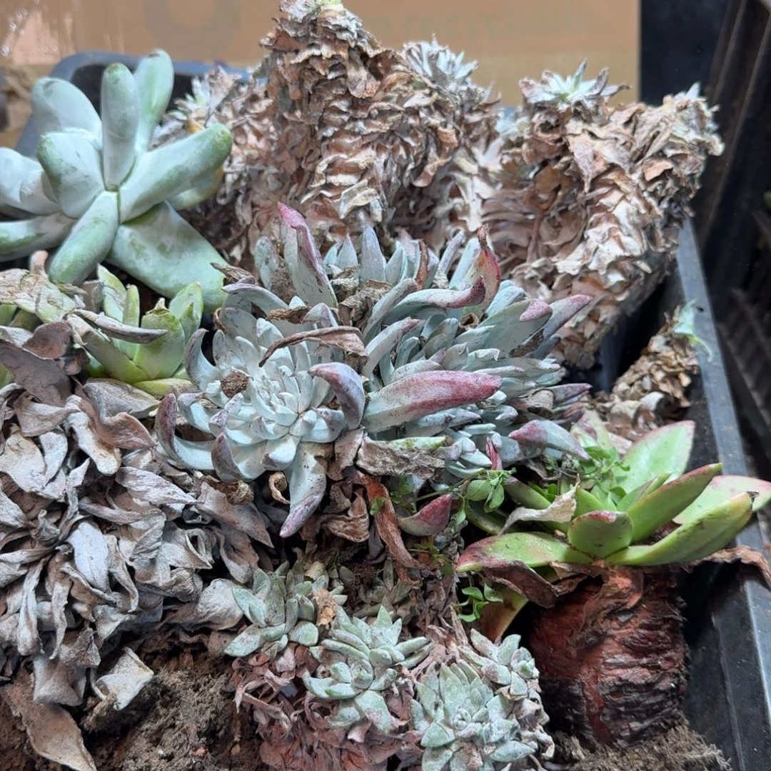 2004瑕疵框拍不售后