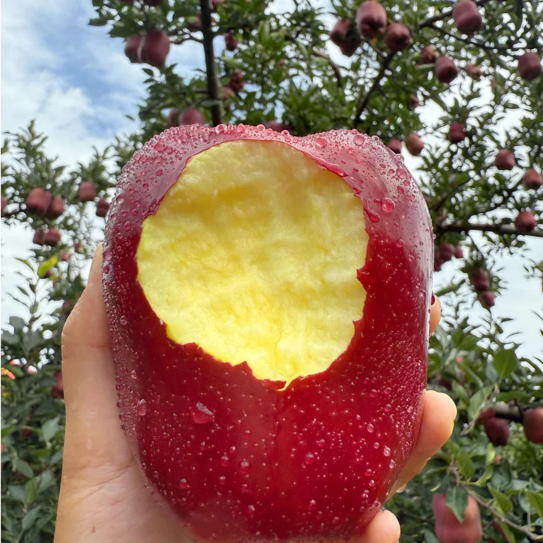 【粉糯香甜】甘肃天水花牛苹果 当季新果 蛇果 辅食 新鲜采摘 5/8斤