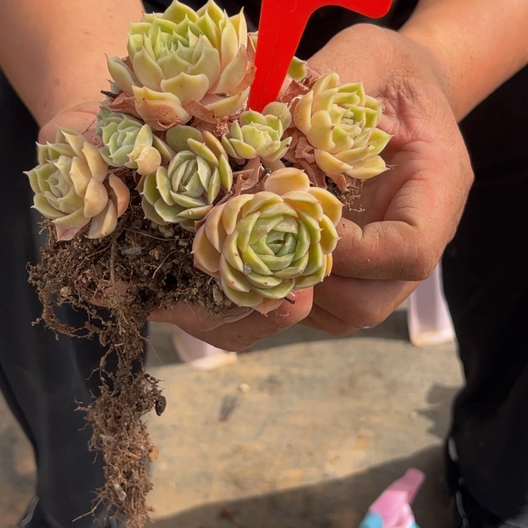 0017号下午多肉植物群生多肉