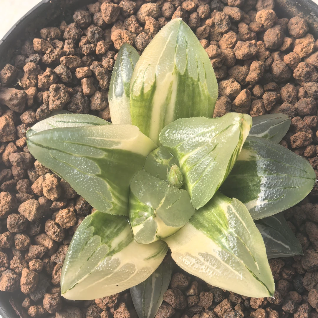 多肉植物十二卷冰城锦6-7厘米，带原盆土发货，包邮。