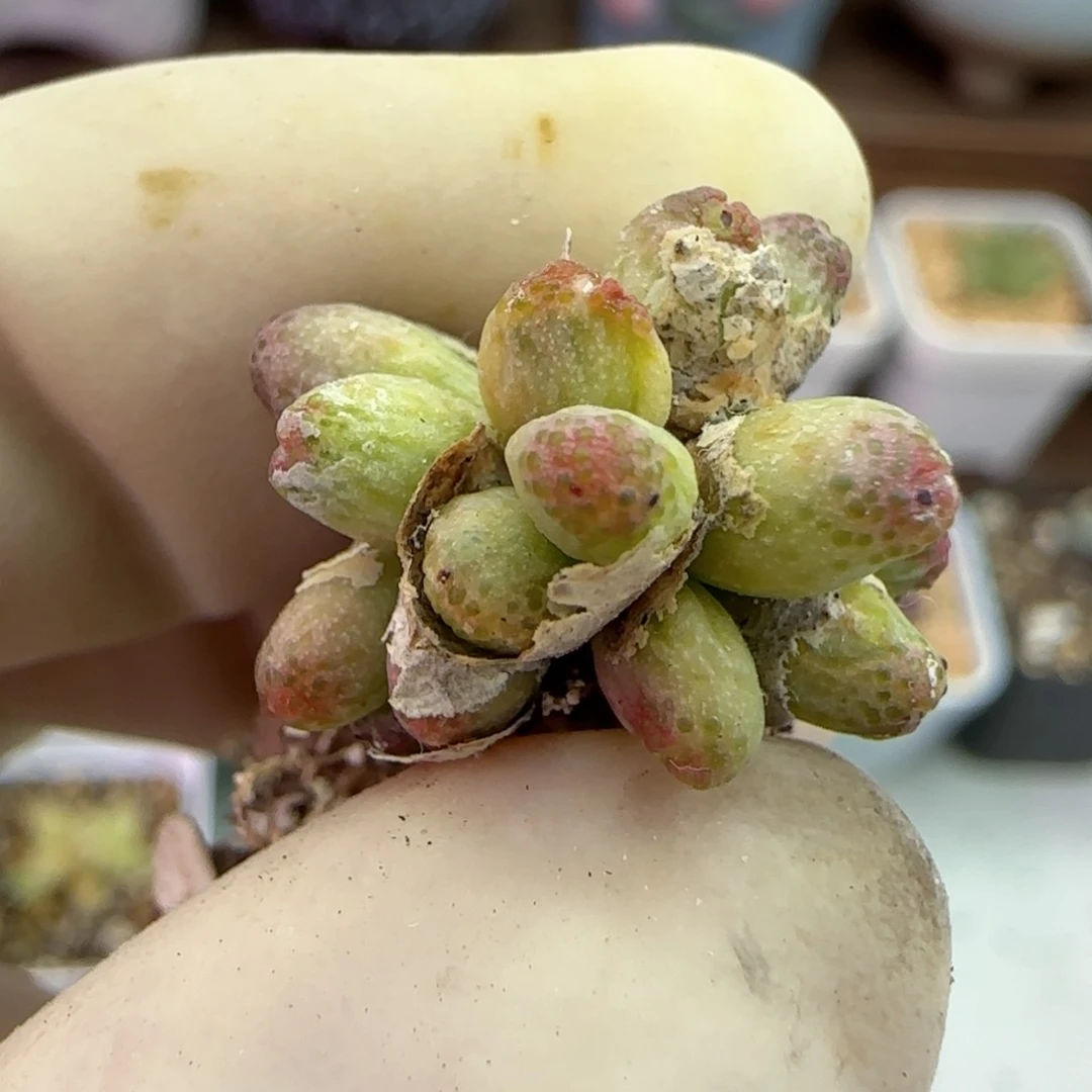 143龙猫斑马福利