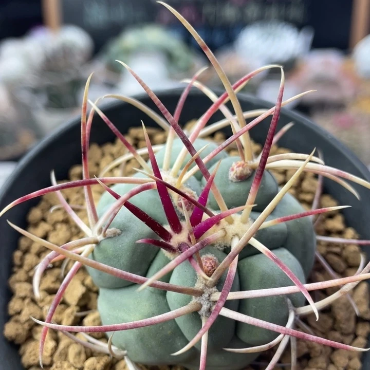 绯冠龙          实生根