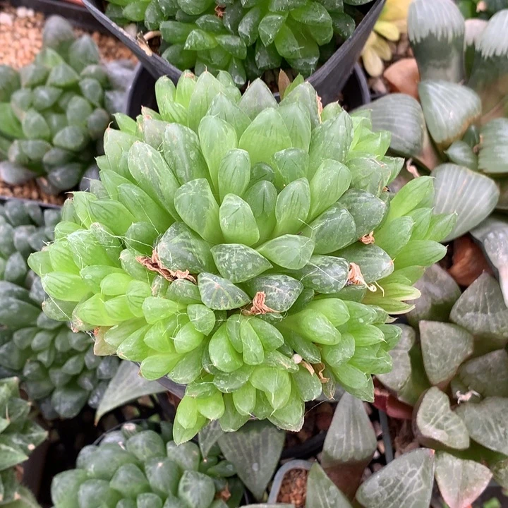 绿***风花火樱水晶带盆土发货