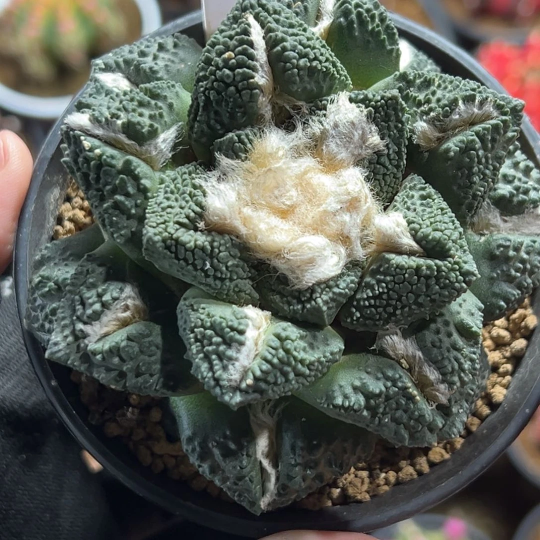泰系实生牛舌头岩牡丹