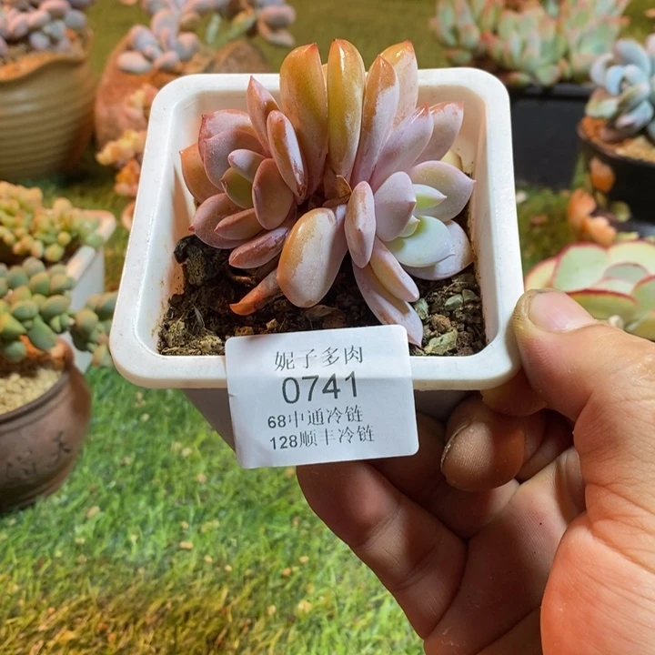 0741啊啊啊啊啊啊啊啊啊啊