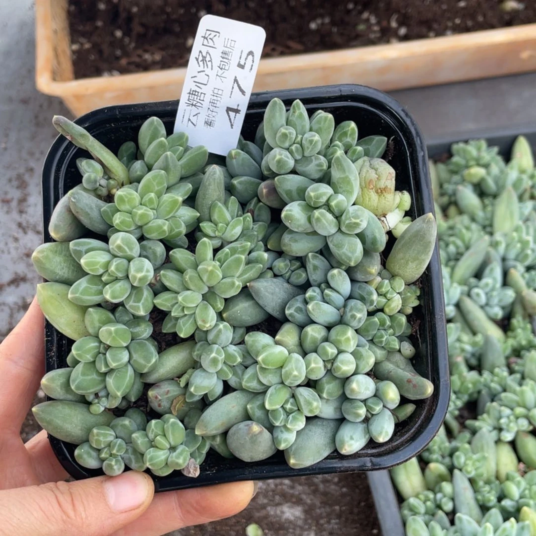 云糖心多肉植物475
