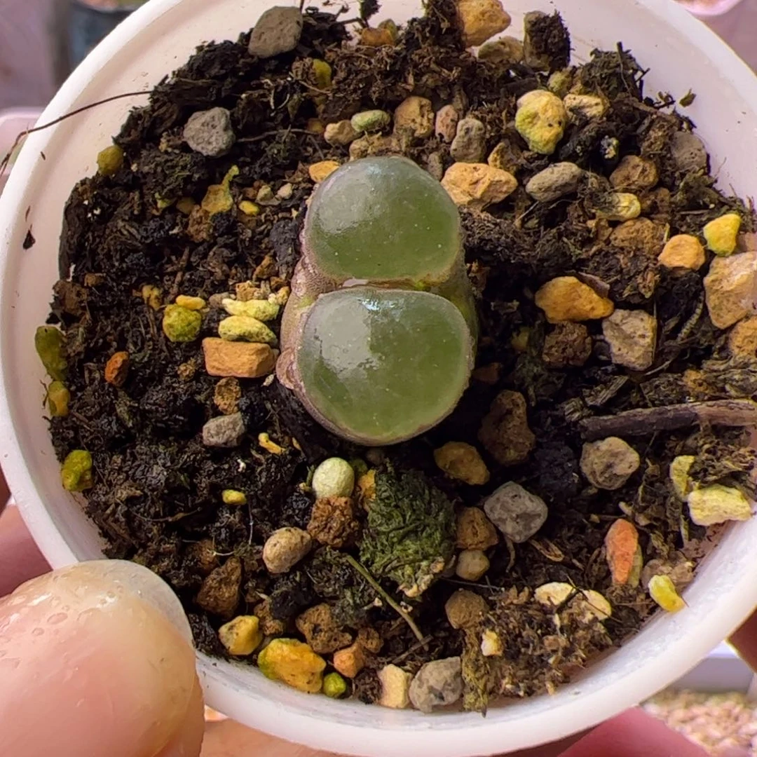 多肉植物肉锥磁铁