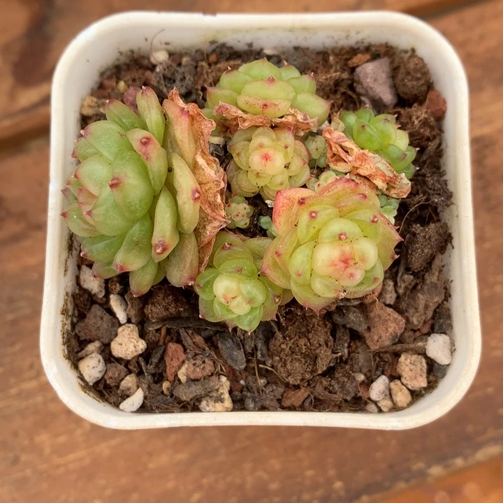 精控灯泡珍妮小群