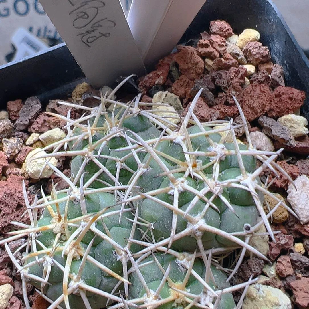 7735鹤龙角冠群实生裸根发