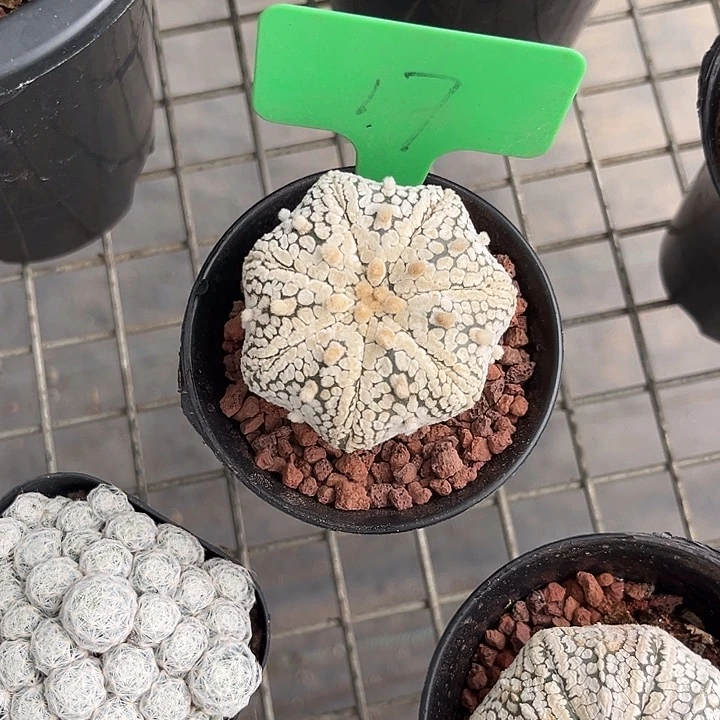 小***阳我也不知道我为什么会这么