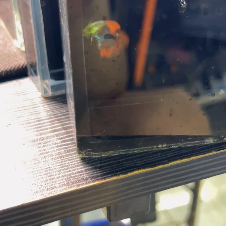 孔雀鱼苗子一缸红头
