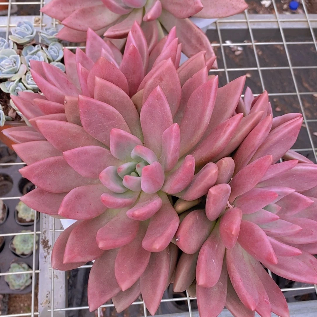 桃花源三头起发整桩无砍