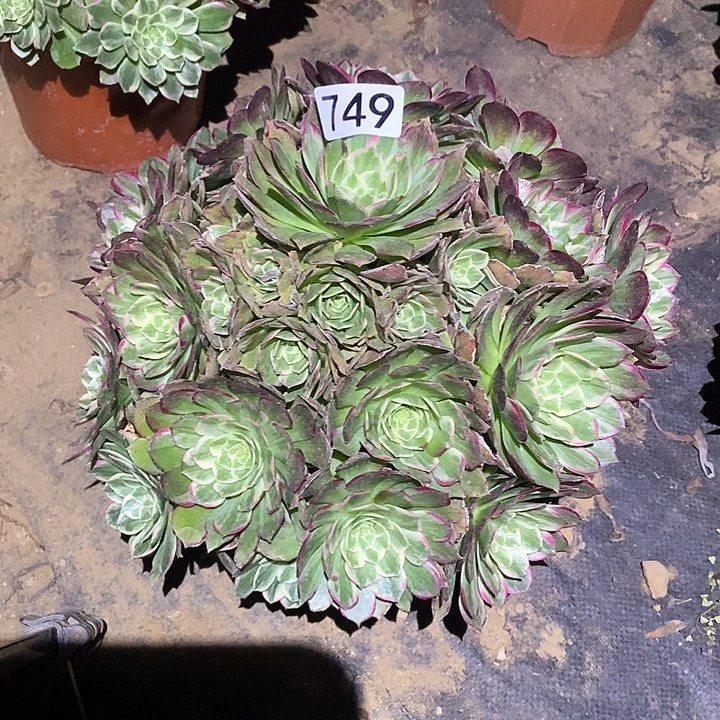 多肉植物法师749莲花
