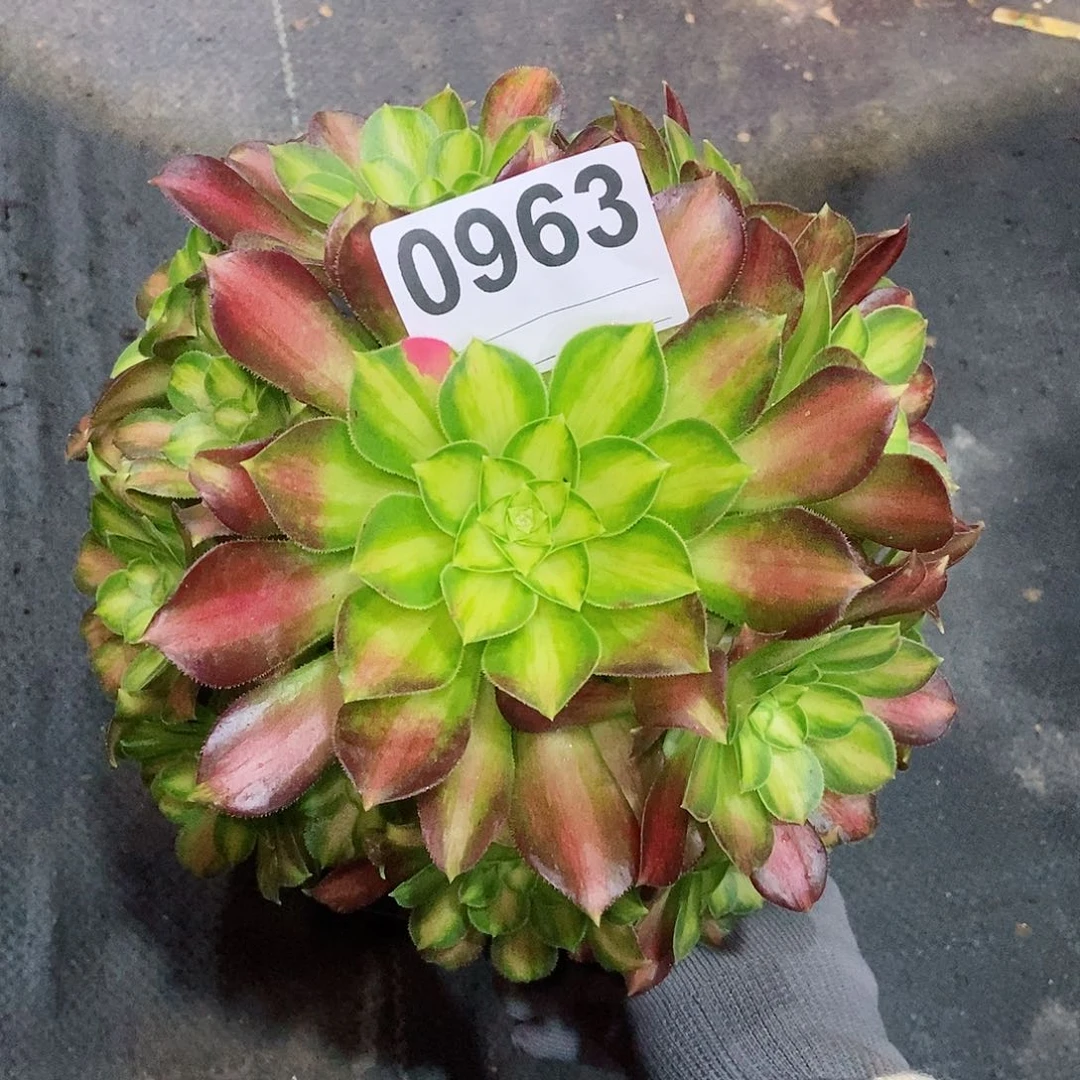 红陶0963韶华多肉333