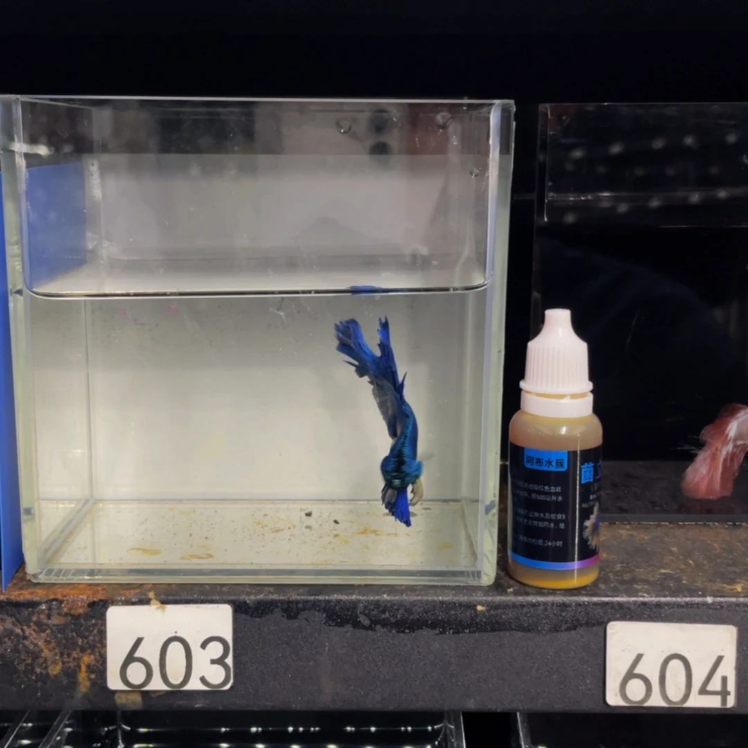 海水鱼蓝色巨加菌立