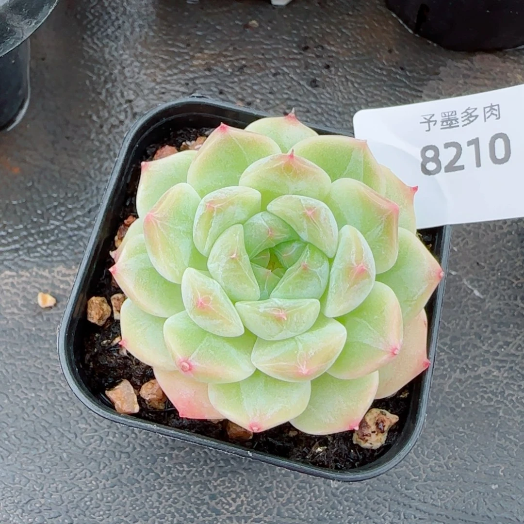 下播福利，8210多肉植物