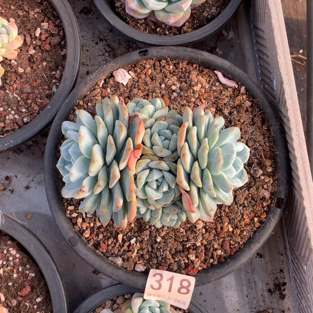 318冰玉多肉植物13头