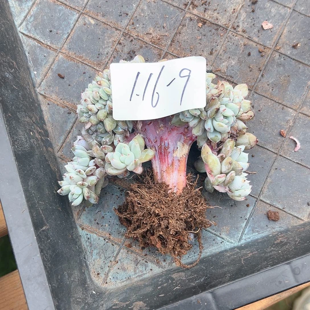 艺*116-9橙子缀化多肉微瑕