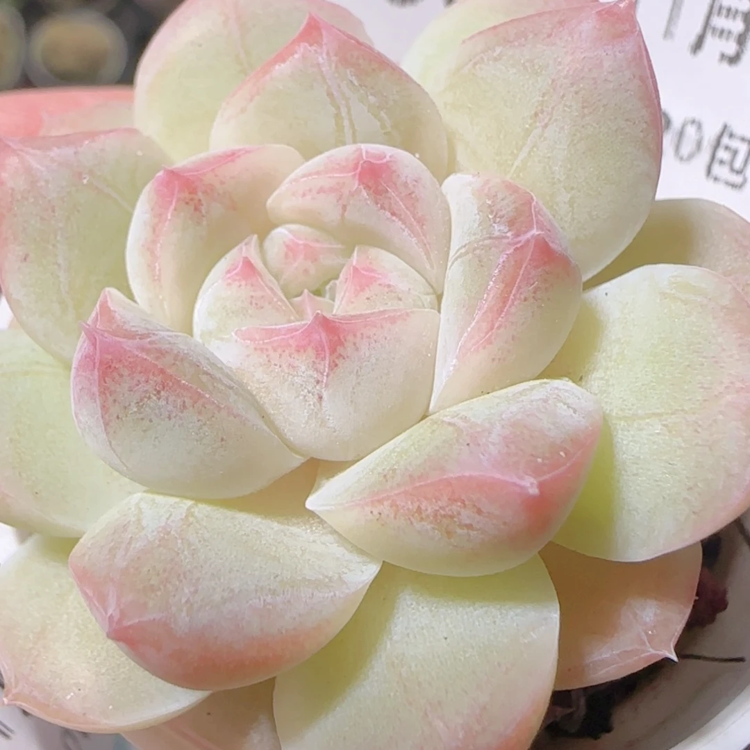 花语逸镜1109-367白桃汽水