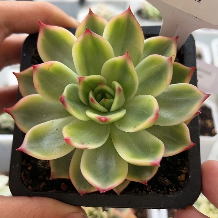 1042号桃花锦多肉
