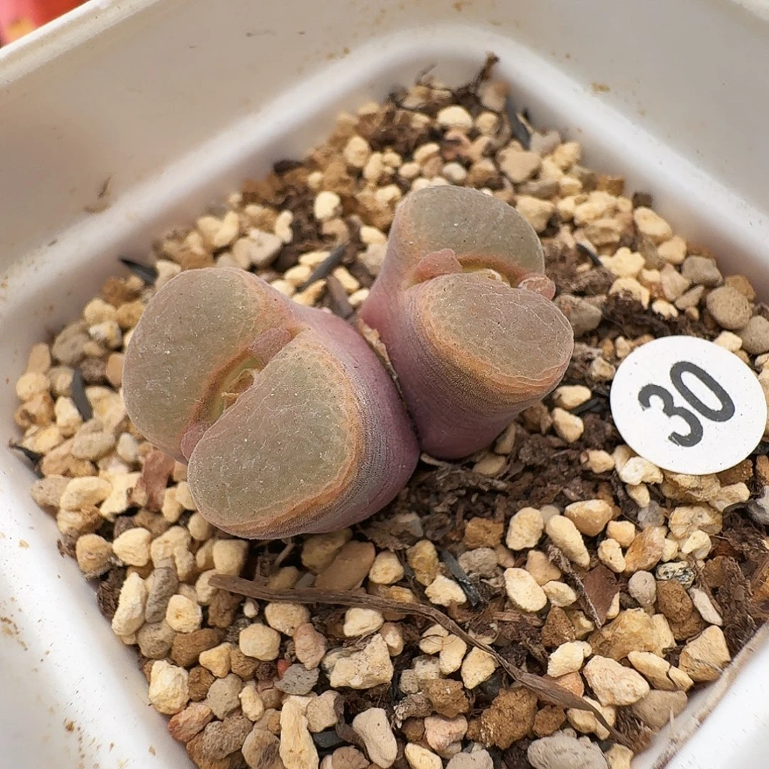 多肉植物福利风铃30