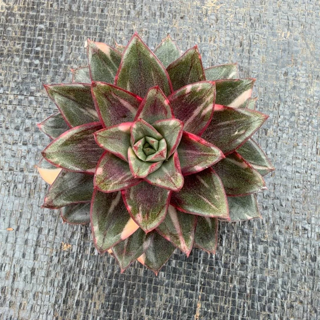 郭***吖麒麟座锦花脸锦上园艺一物一拍