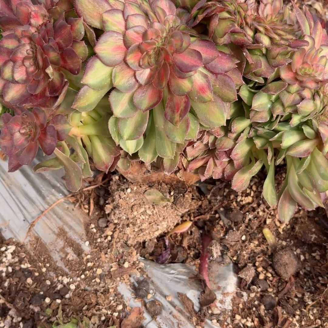 你8762 号多肉法师特价